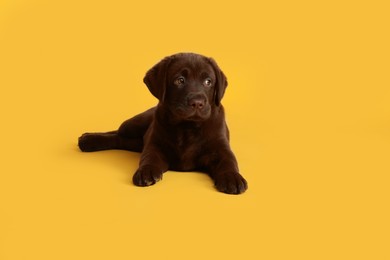 Photo of Cute chocolate Labrador Retriever puppy on yellow background