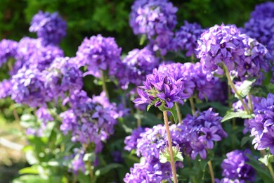 Photo of Closeup view of beautiful violet clustered bellflowers outdoors on sunny day