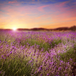 Beautiful view of blooming lavender field at sunset 