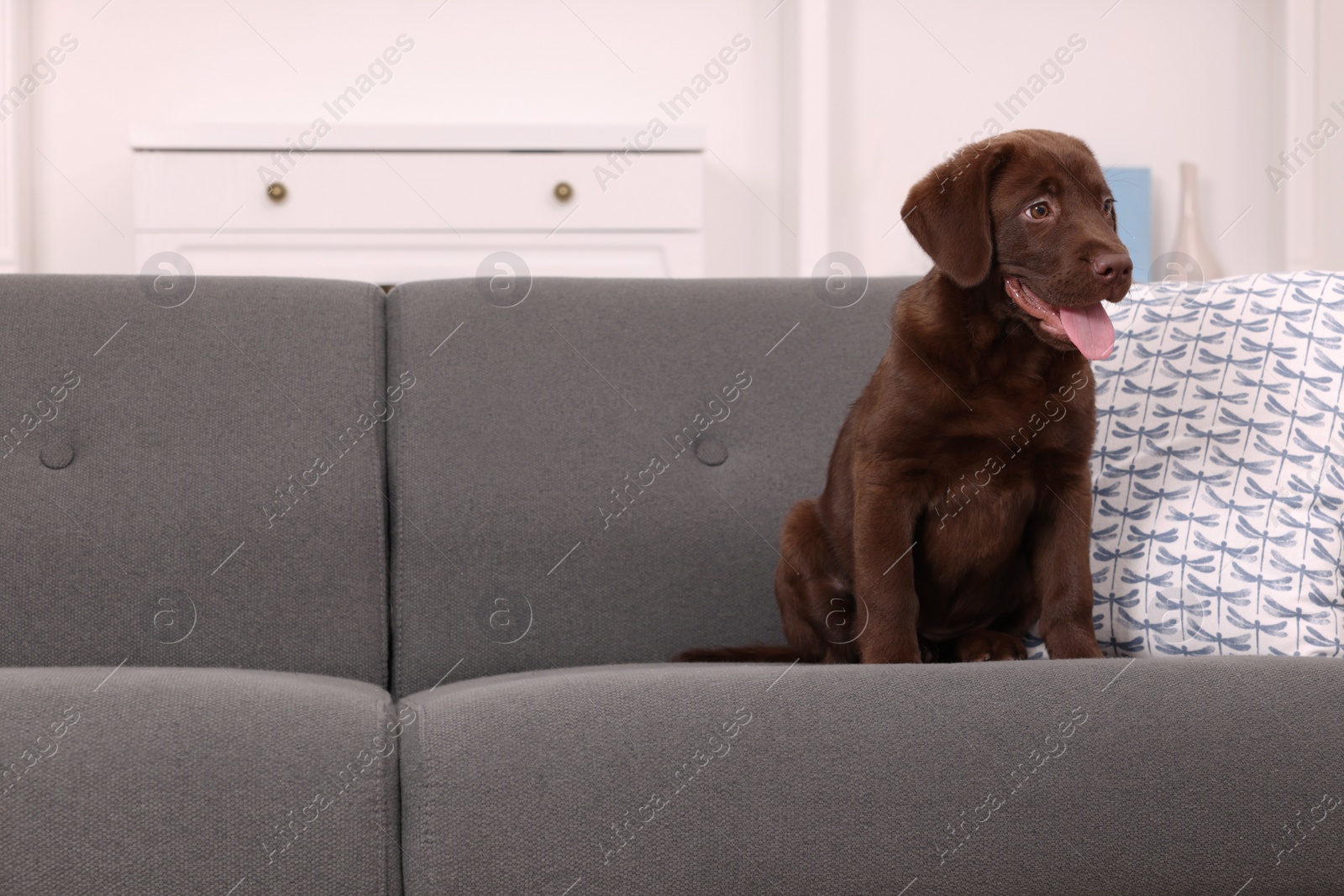 Photo of Cute chocolate Labrador Retriever puppy on sofa at home. Lovely pet