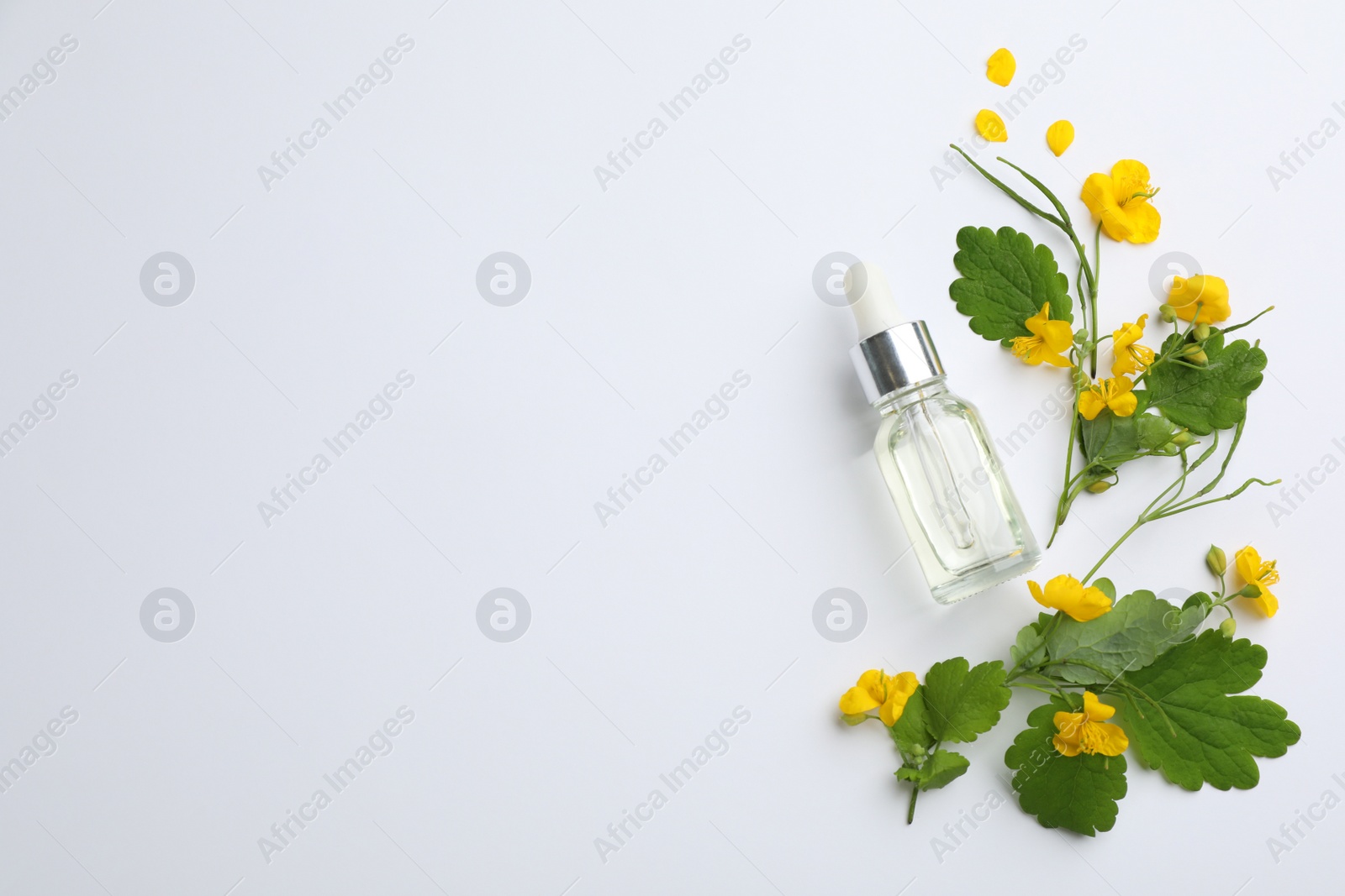 Photo of Bottle of natural celandine oil and flowers on light background, top view