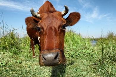 Brown cow on green pasture in summer