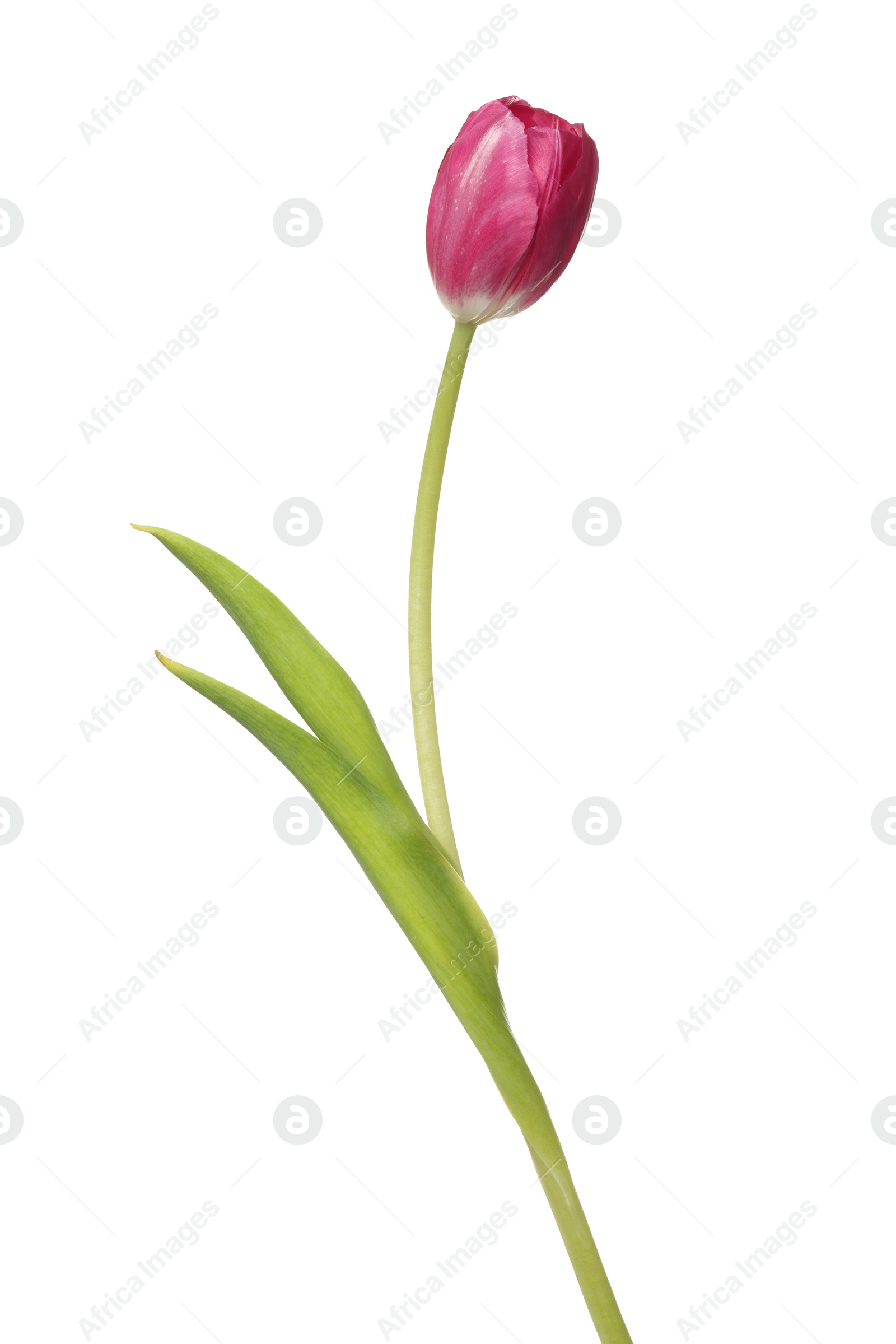 Photo of Beautiful pink tulip flower isolated on white