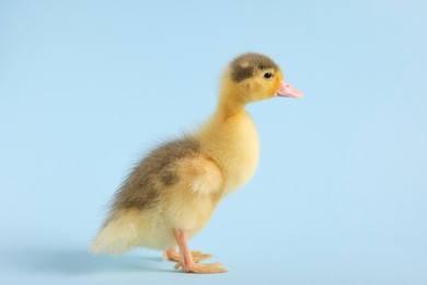 Photo of Baby animal. Cute fluffy duckling on light blue background