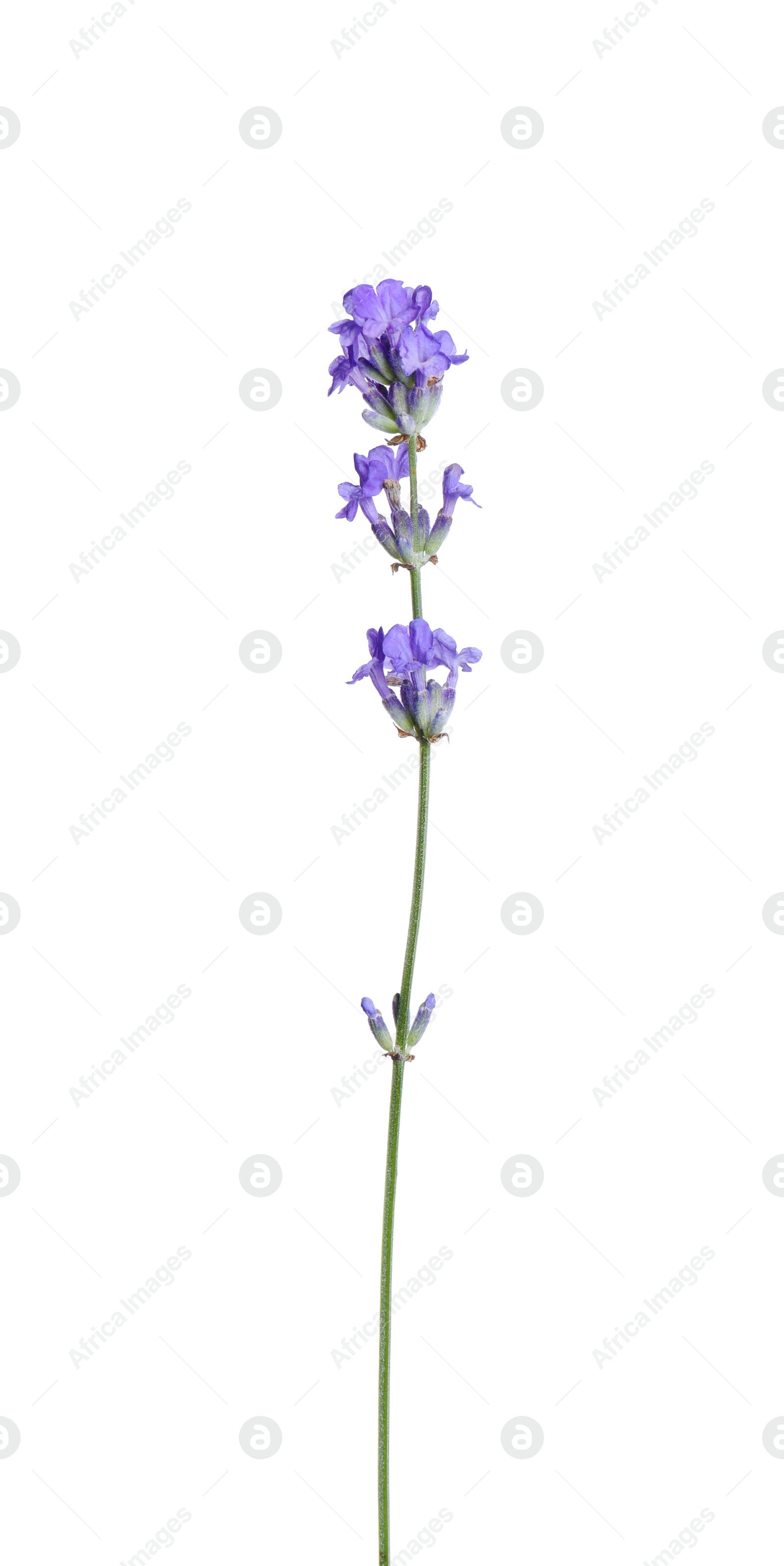 Photo of Beautiful blooming lavender flower isolated on white