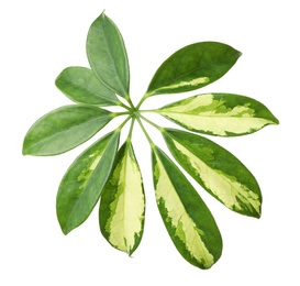 Photo of Leaf of tropical schefflera plant on white background
