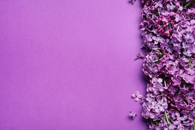 Photo of Beautiful lilac blossom on purple background, flat lay. Space for text