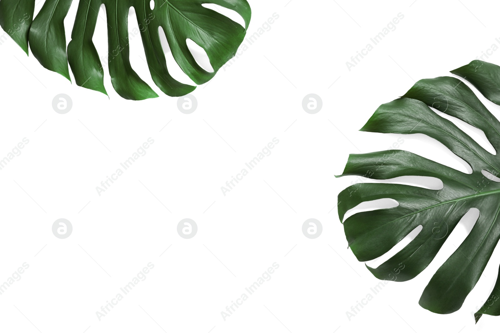 Photo of Green fresh monstera leaves on white background, top view. Tropical plant