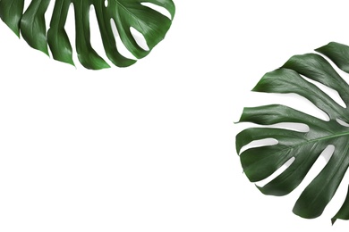 Photo of Green fresh monstera leaves on white background, top view. Tropical plant