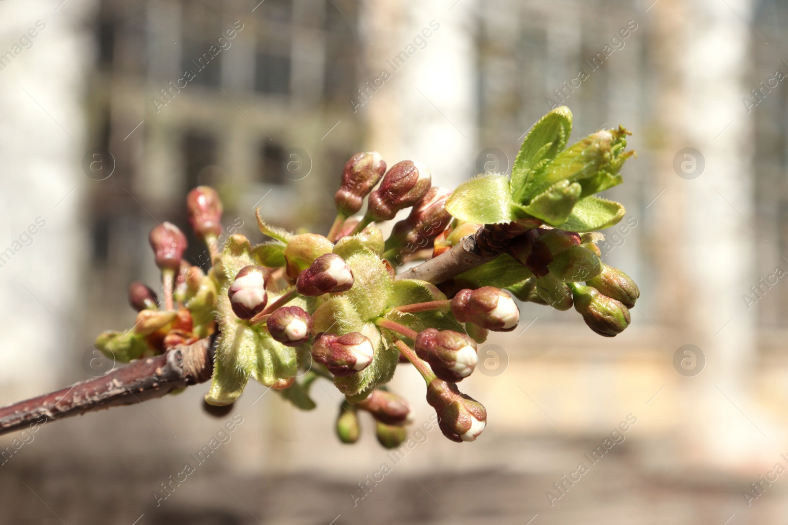 Photo of Branch of blossoming cherry tree on sunny day, closeup