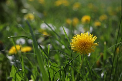 Photo of Beautiful bright yellow dandelion in green grass on sunny day, closeup