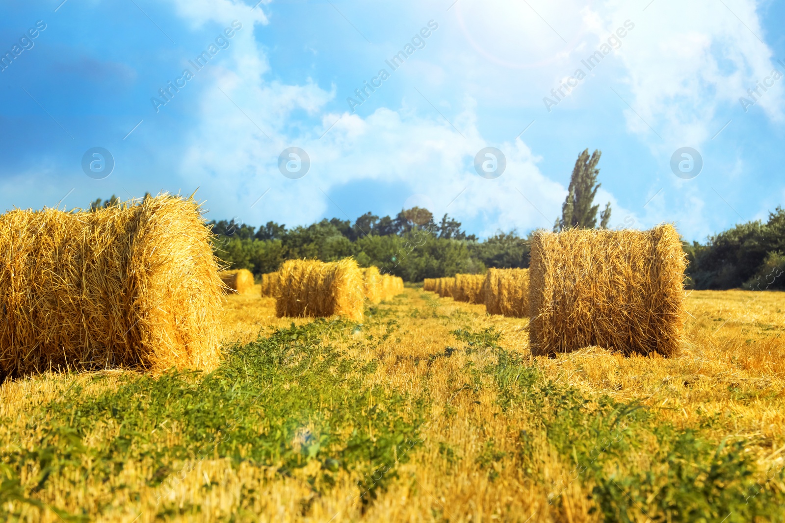 Image of Hay bales in golden field under blue sky