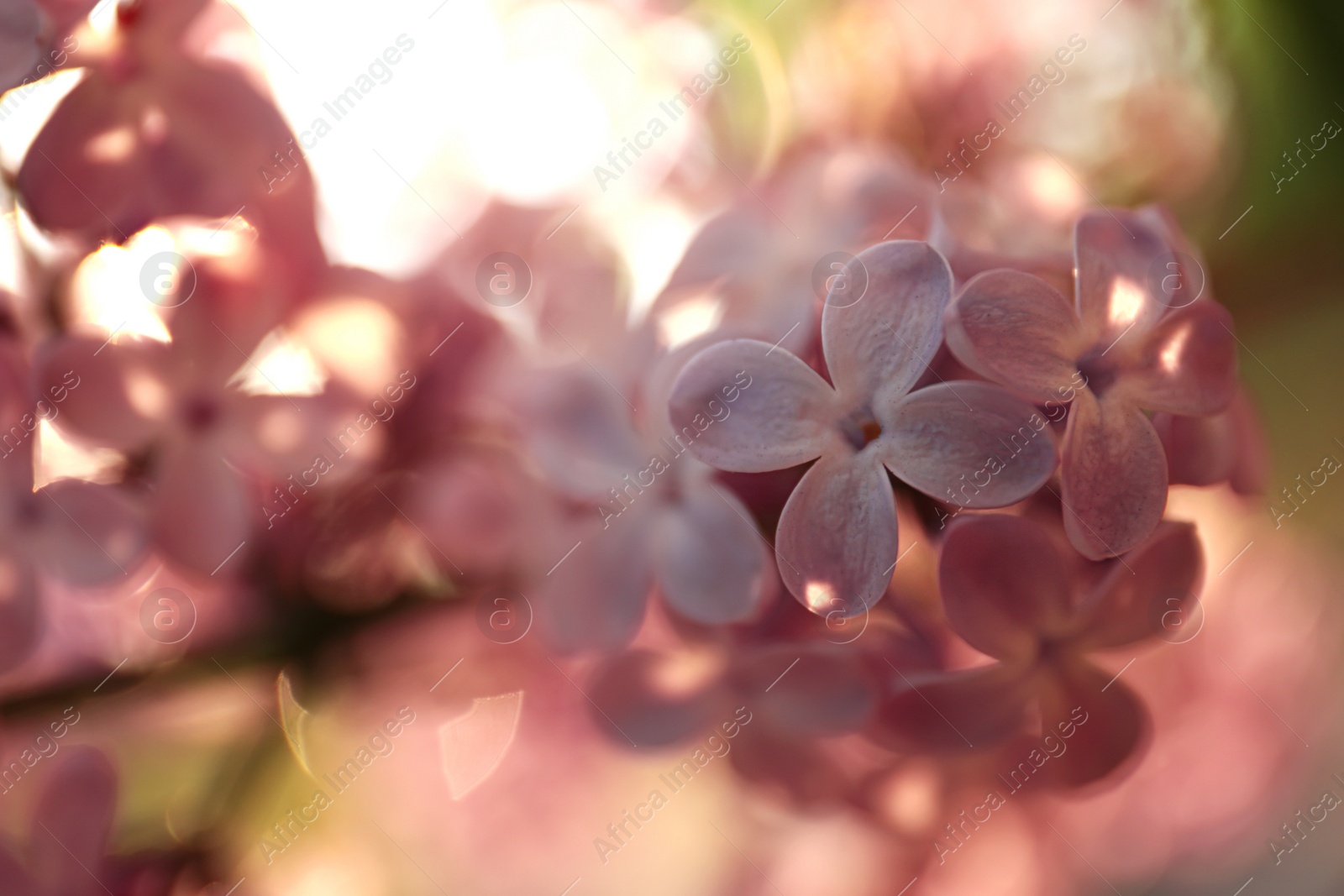 Photo of Closeup view of beautiful blooming lilac shrub outdoors