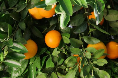 Photo of Fresh ripe oranges growing on tree outdoors