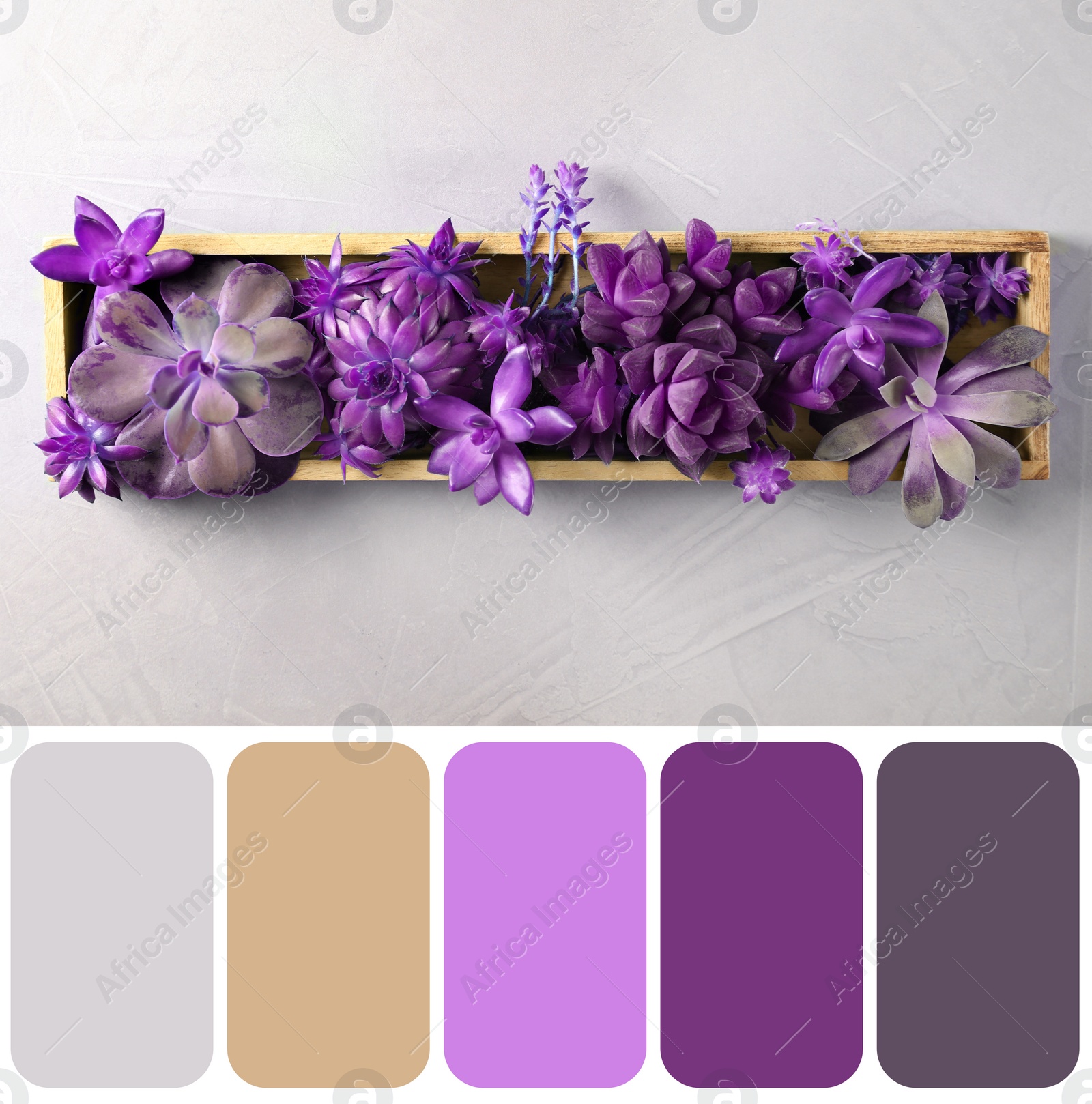 Image of Color palette appropriate to photo of many different echeverias in wooden tray on light grey background, top view