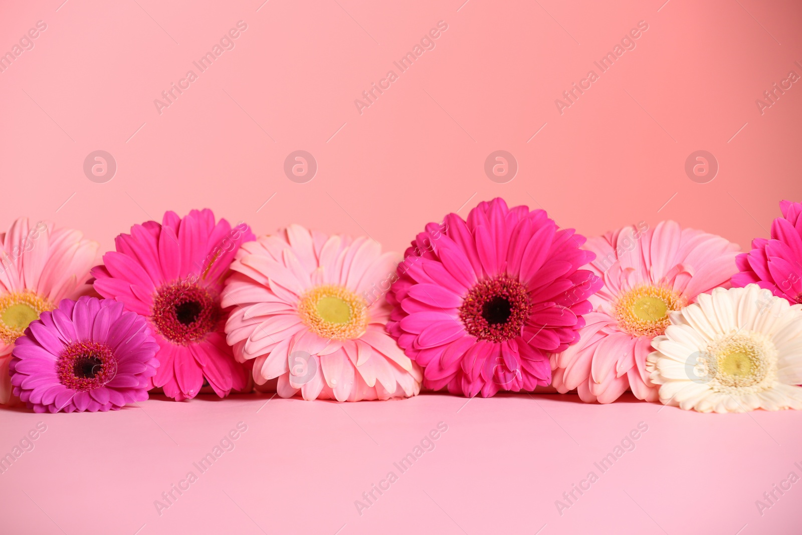 Photo of Beautiful flowers on table against color background