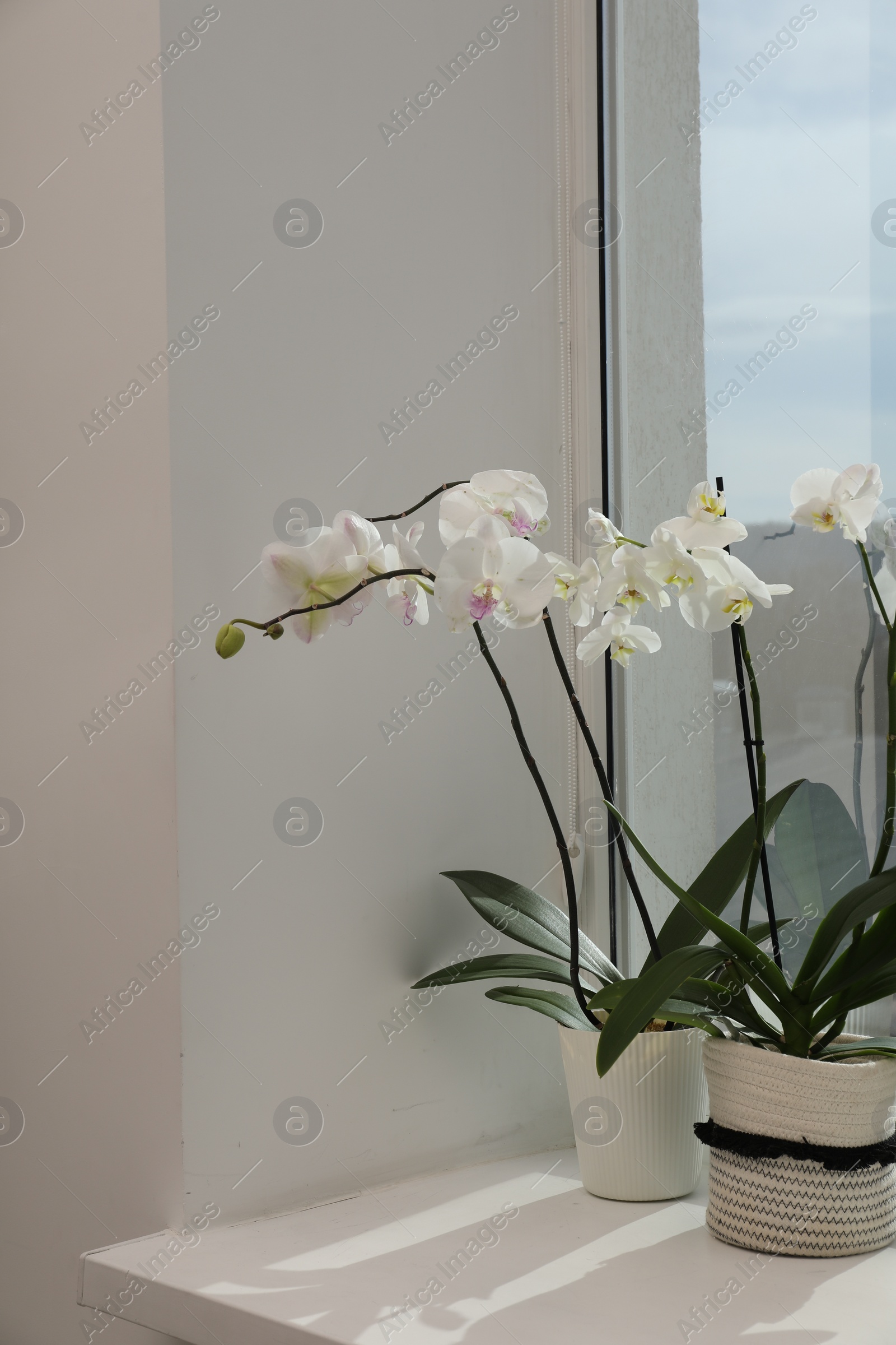 Photo of Blooming white orchid flowers in pots on windowsill