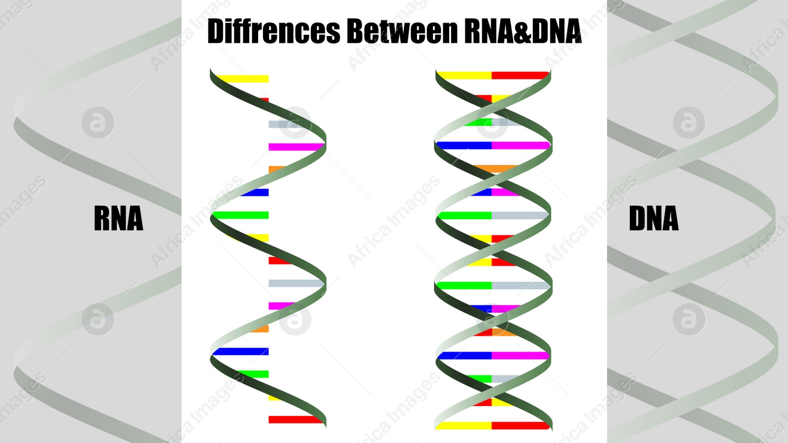 Illustration of Poster showing differences between RNA and DNA. Illustration