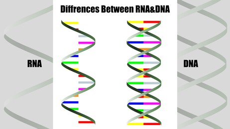 Illustration of Poster showing differences between RNA and DNA. Illustration