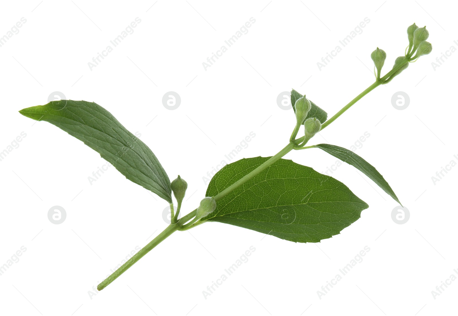 Photo of Jasmine branch with fresh green leaves and buds isolated on white