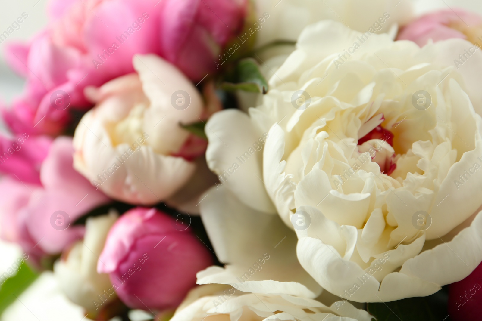 Photo of Closeup view of beautiful fragrant peony flowers