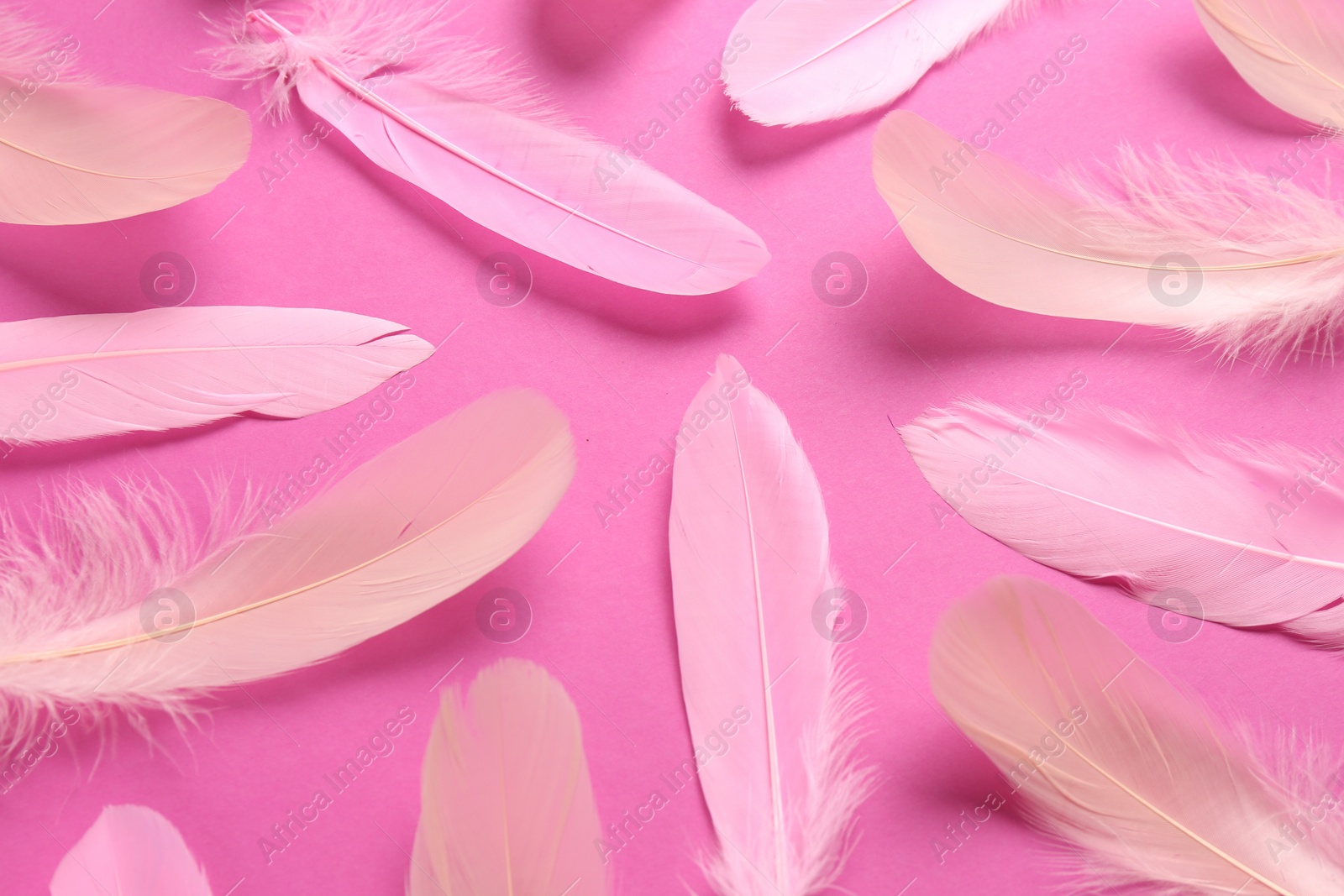 Photo of Beautiful feathers on light pink background, flat lay