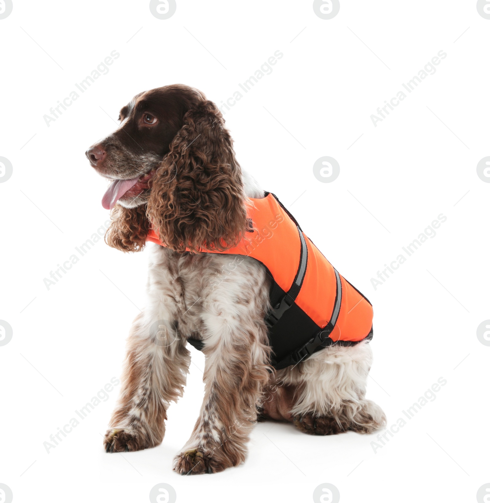 Photo of Dog rescuer in life vest on white background