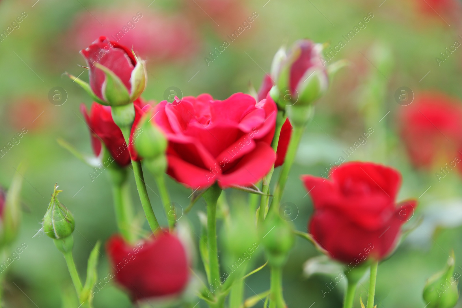 Photo of Beautiful fresh rose flowers in summer garden