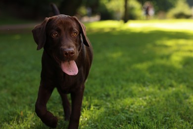 Adorable Labrador Retriever dog in park, space for text