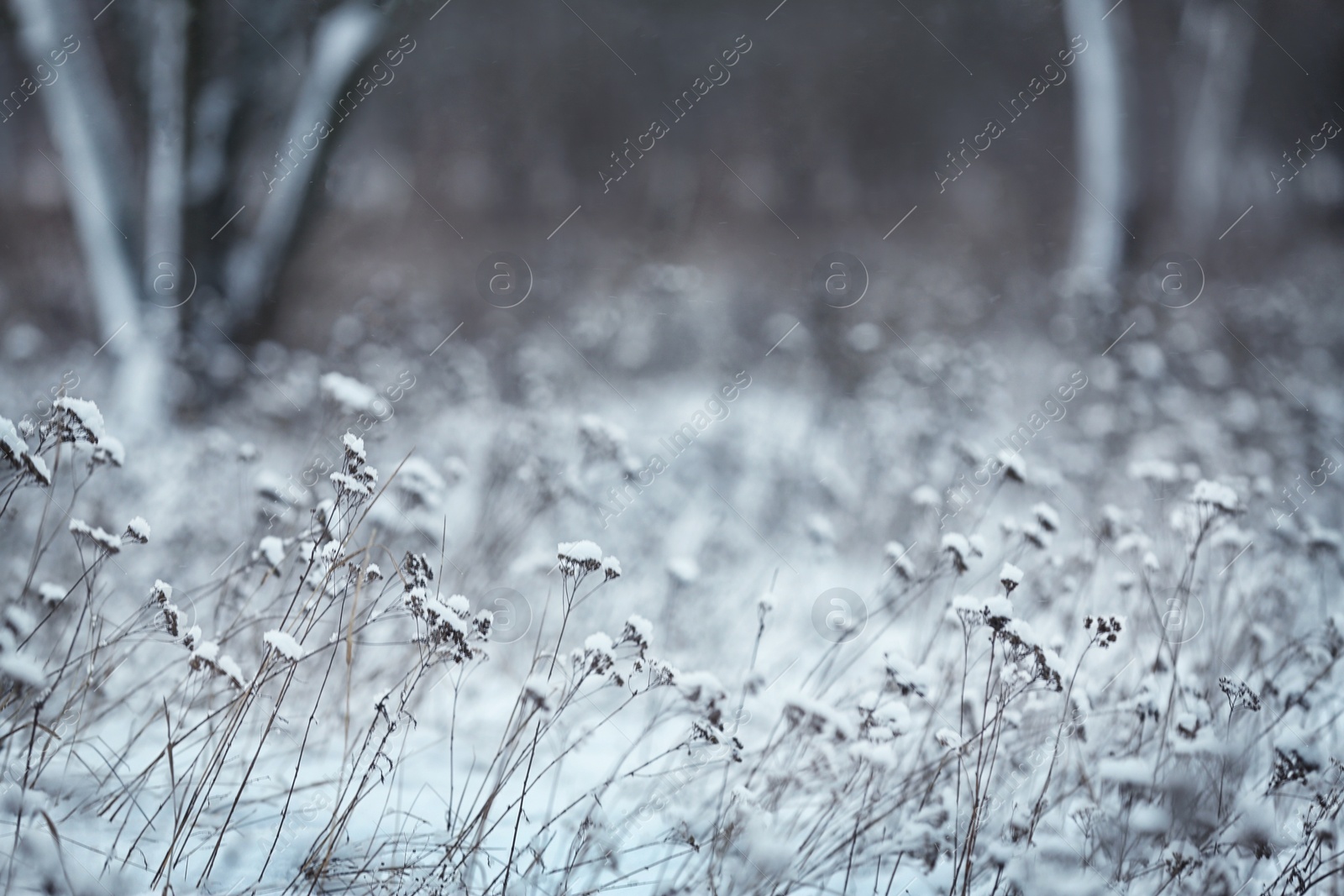 Photo of Dry plants covered with snow outdoors on cold winter morning