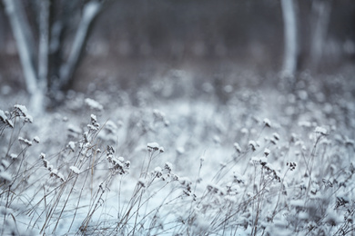 Dry plants covered with snow outdoors on cold winter morning