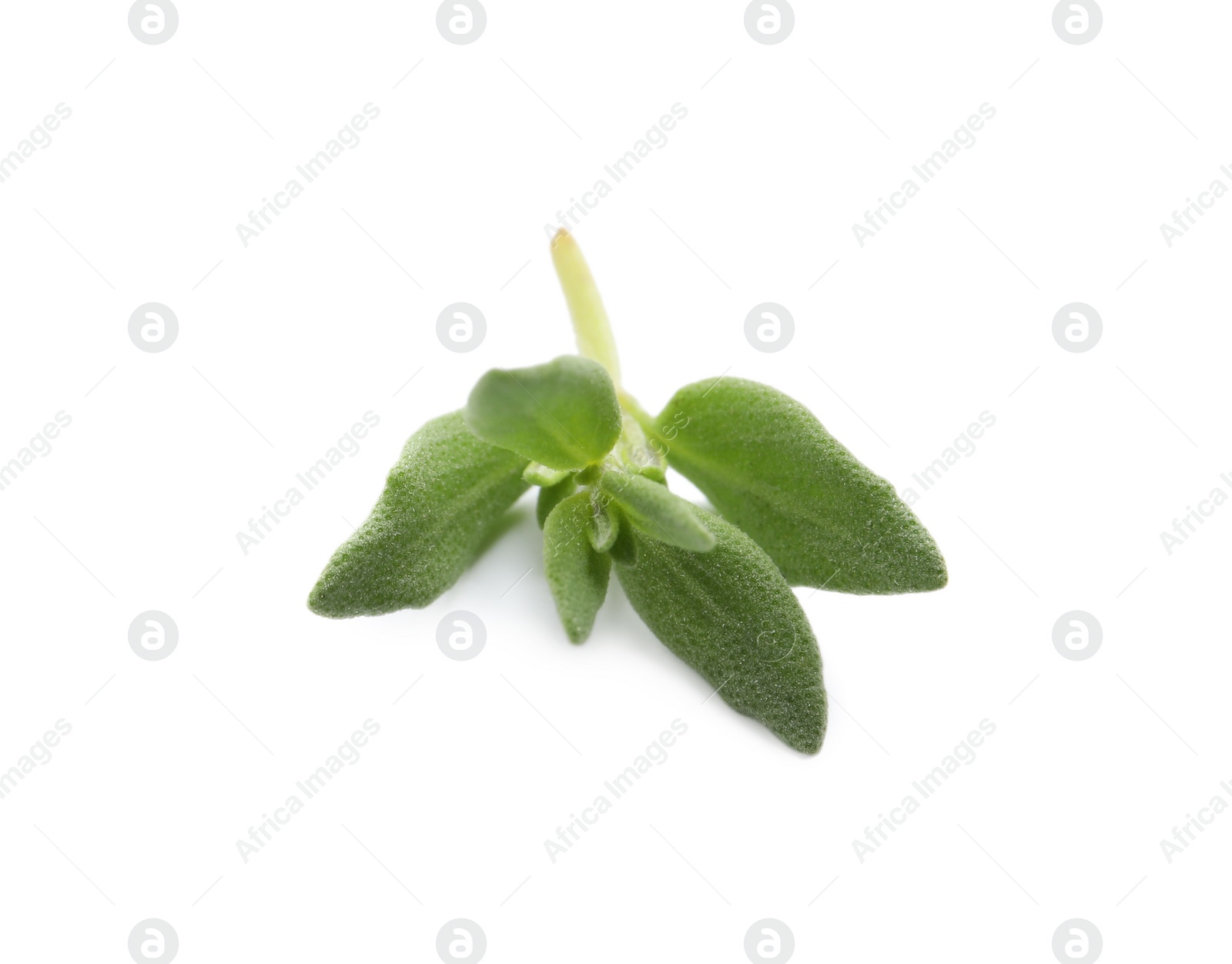 Photo of Aromatic thyme sprig on white background. Fresh herb