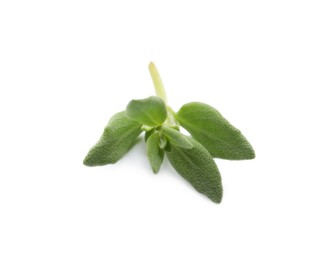 Aromatic thyme sprig on white background. Fresh herb