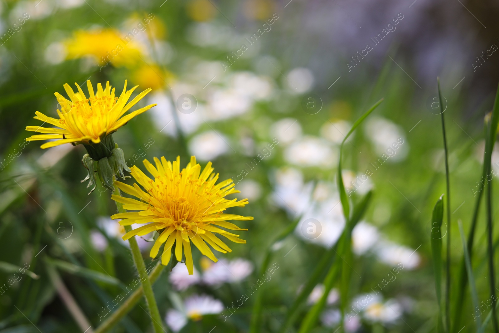 Photo of Beautiful bright yellow dandelions in green grass on sunny day, closeup. Space for text