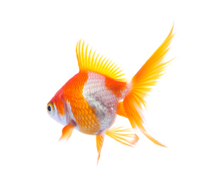 Beautiful bright small goldfish isolated on white