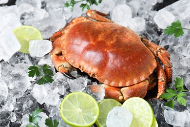 Delicious boiled crab, lime, parsley and ice on table, closeup
