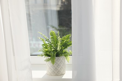 Photo of Beautiful fresh potted fern on window sill indoors