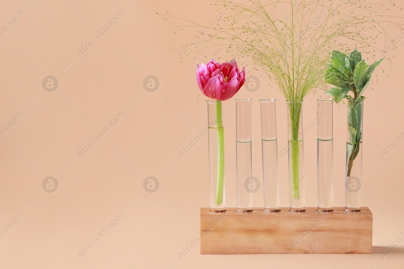 Photo of Test tubes with different plants in wooden stand on beige background. Space for text