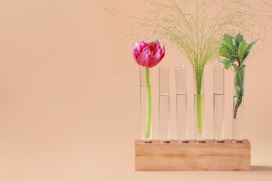Photo of Test tubes with different plants in wooden stand on beige background. Space for text