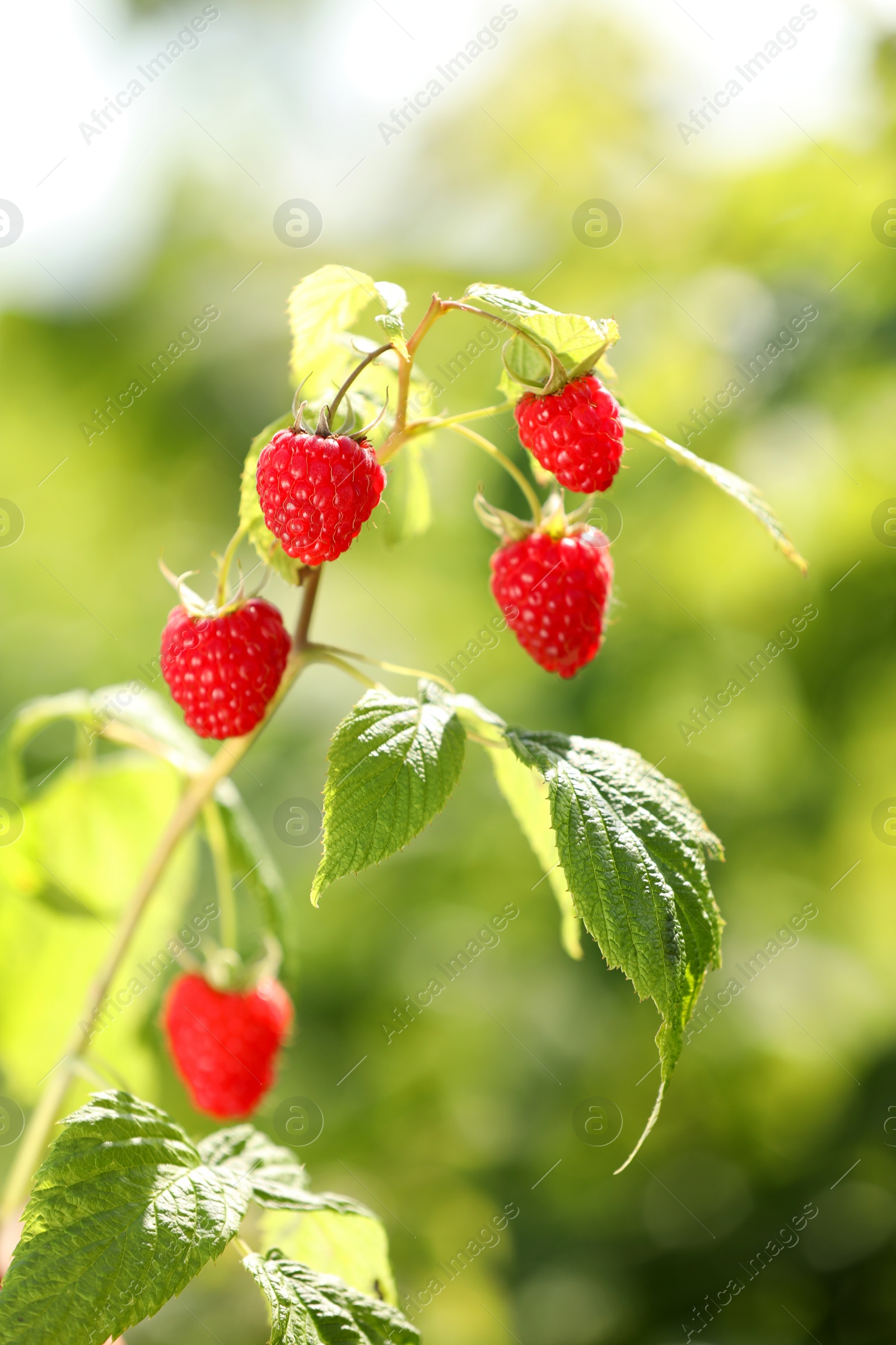 Photo of Red raspberries growing on bush outdoors, closeup