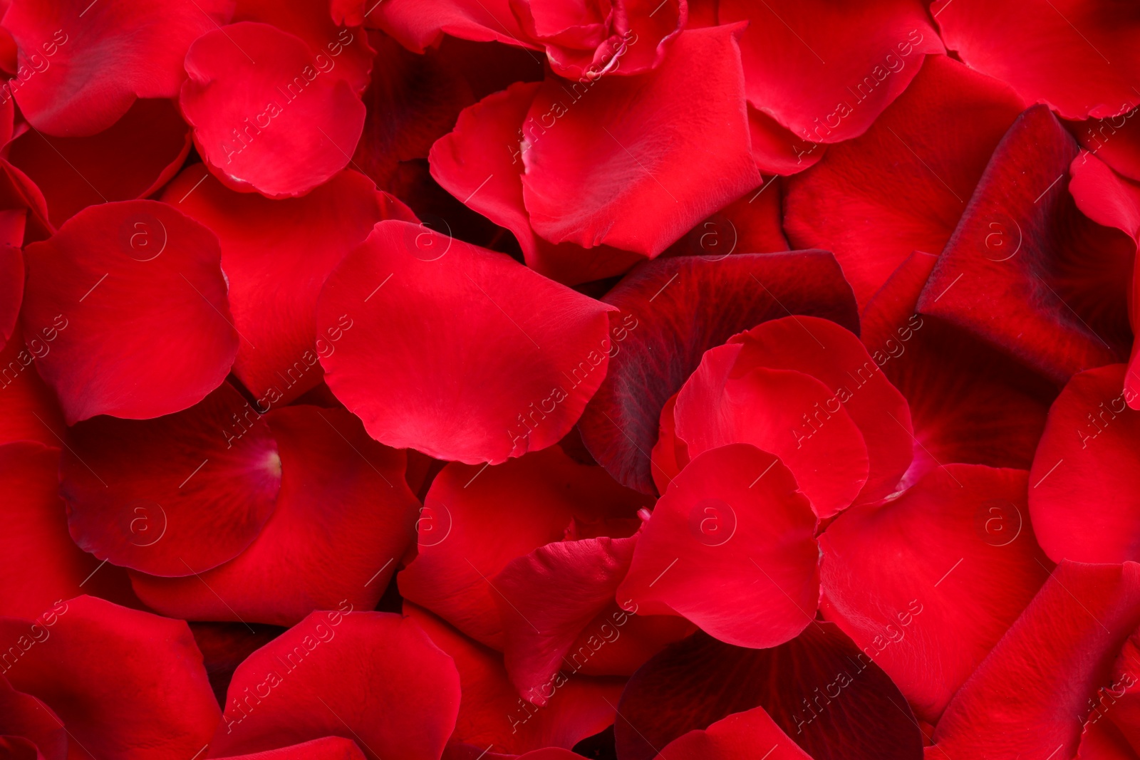 Photo of Closeup of many red rose petals as background, top view