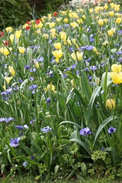 Photo of Many beautiful flowers growing outdoors. Spring season