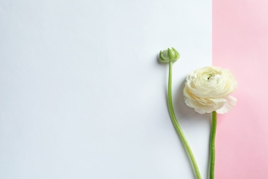 Photo of Beautiful ranunculus flower on color background