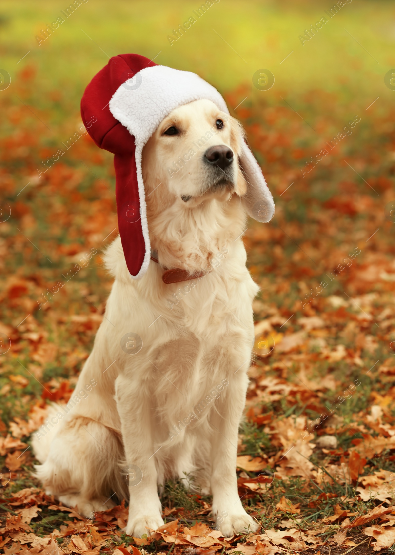 Photo of Funny Labrador Retriever wearing warm hat in beautiful autumn park