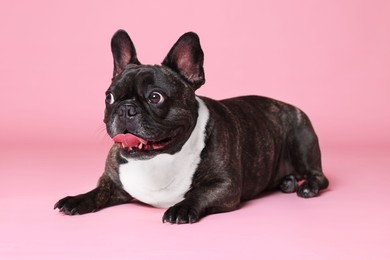 Adorable French Bulldog on pink background. Lovely pet