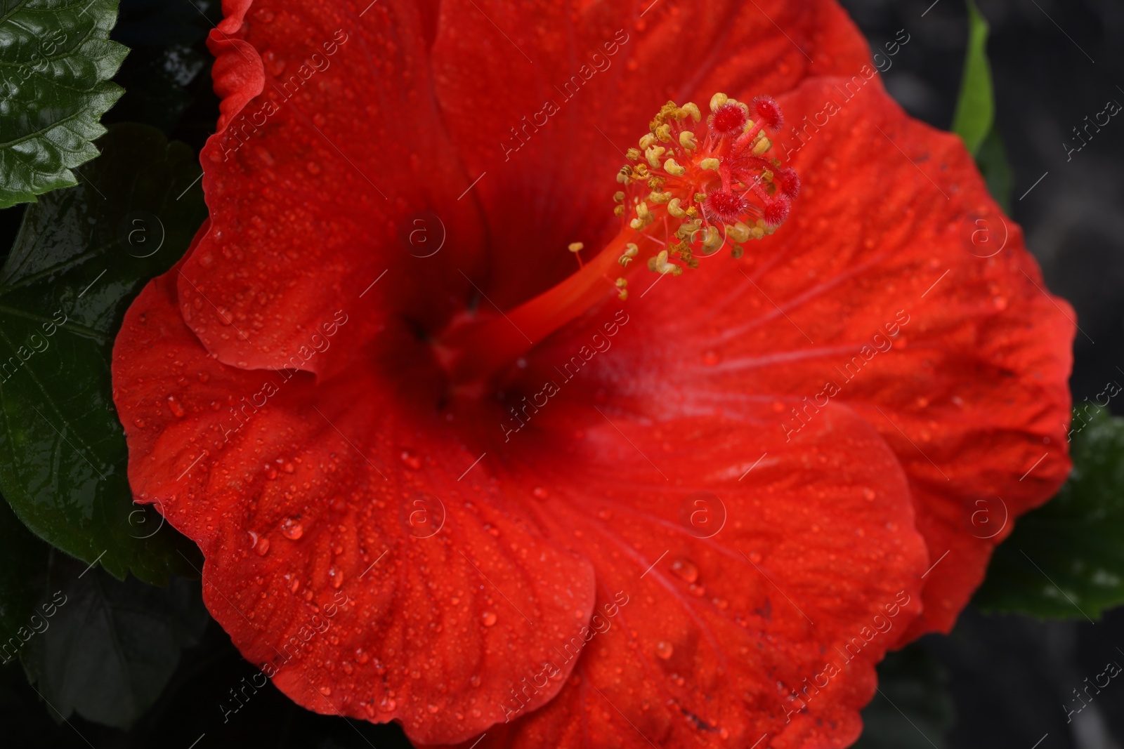 Photo of Beautiful red hibiscus flower with water drops and green leaves, macro view