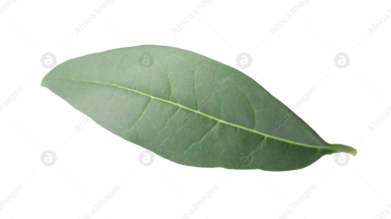 Photo of Fresh green citrus leaf on white background