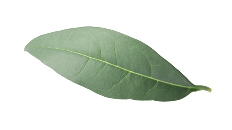 Photo of Fresh green citrus leaf on white background