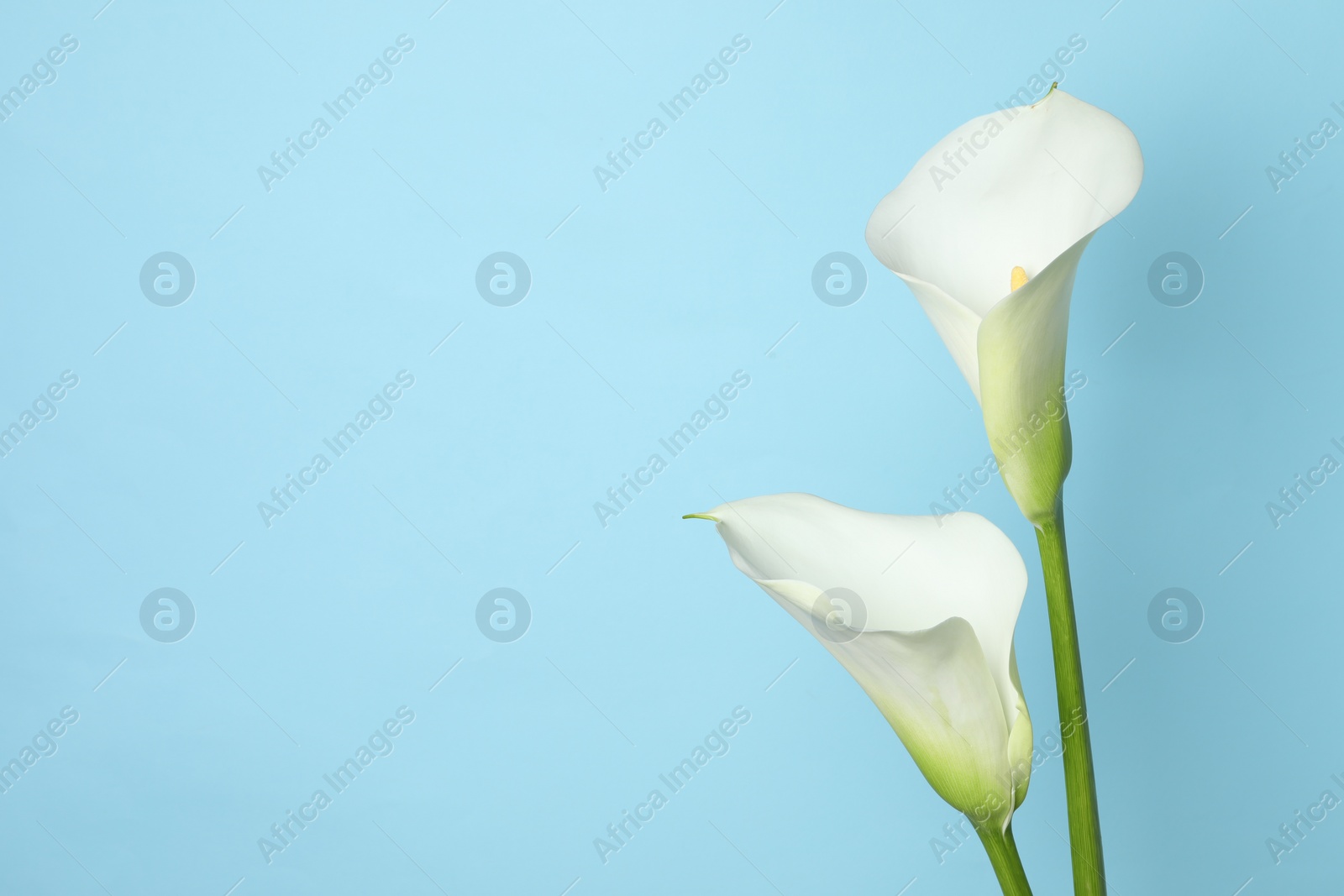 Photo of Beautiful calla lily flowers on light blue background. Space for text