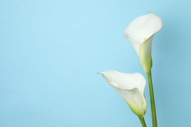 Beautiful calla lily flowers on light blue background. Space for text